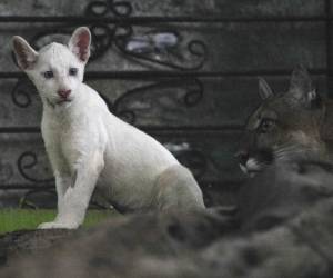 Nombrada Regalo de Dios (Itzae, en maya), el ejemplar de puma albino nació en un parto con otras dos cachorras, Itzel e Itziar, que tienen el pelaje habitual, café claro. FOTO OSWALDO RIVAS / AFP