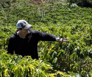 <i>El cafetalero Johel Alvarado supervisa sus plantaciones de café en Grecia, provincia de Alajuela, Costa Rica, el 15 de febrero de 2024. Más de 25.000 familias de pequeños y medianos productores viven de esta actividad, que enfrenta desafíos por las menores precipitaciones. FOTO EZEQUIEL BECERRA / AFP</i>