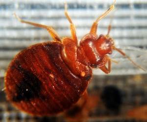 <i>Para deshacerse de las chinches, es esencial una limpieza profunda del área infestada, incluso si se trata de una plaga especializada. A menudo se necesita un servicio de control. FOTO AFP</i>