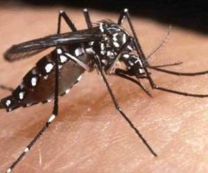 El virus se transmite mediante la picadura del mosquito aedes aegypti y es una enfermedad endémica en África que llegó en 2013 al Caribe y este año a Centroamérica.