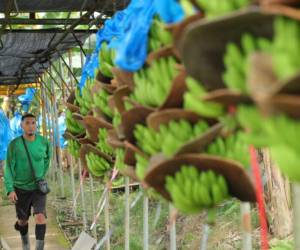 <i>Según datos de PROCOMER, en 2024 el banano fue el tercer producto de exportación de bienes del país, con un aporte del 6% del total exportado. FOTO @PortalFruticola</i>
