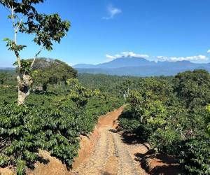 <i>El premio, que celebra la excelencia en calidad y sostenibilidad, analizó muestras de la cosecha 2024/2025 de nueve países. FOTO E&amp;N</i>