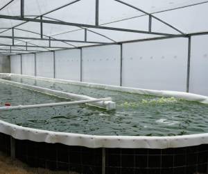 Microalgas ticas transforman el agro y aumentan las cosechas en hasta un 30 %