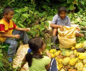 Indígenas de Talamanca en proyecto de la Corporación Educativa para el Desarrollo Costarricense (CEDECO). Foto de CEDECO.