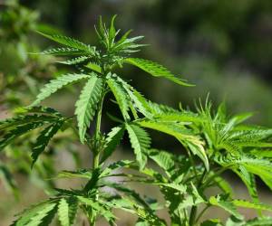 <i>FOTO PEDRO JUAN CABALLERO, PARAGUAY</i>