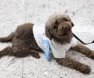 <i>El perro de terapia Kuki deambula por el aeropuerto de Estambul con el personal del aeropuerto en busca de viajeros estresados en Estambul, el 3 de mayo de 2024. Kuki, de seis años, y Alita, de año y medio: los dos perros se unieron recientemente al personal de El aeropuerto de Estambul, uno de los más transitados del mundo, brinda comodidad y alivio a los pasajeros que enfrentan la ansiedad de los viajes aéreos. FOTO Yasin AKGUL / AFP</i>