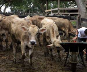 El desabastecimiento de carne de res en el mercado hondureño seguirá los próximos dos años, auguran productores del sector. (Foto: laprensa.hn).