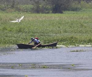 <i>Un hombre pesca en el lago Yojoa, a 140 km al norte de Tegucigalpa, el 11 de marzo de 2024. La Unión Europea contribuirá a regenerar el lago Yojoa, la mayor reserva de agua dulce de Honduras, que está sufriendo impactos negativos por el cambio climático y la basura, dijo un enviado de anunció el bloque el lunes. FOTO Orlando SIERRA/AFP</i>