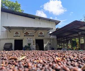 Exportaciones de ‘Café de especialidad’ de Costa Rica llegan a nuevos mercados