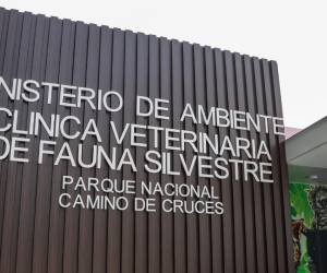 <i>El Ministerio de Ambiente (MiAMBIENTE) lamentó la pérdida de una ejemplar de mono araña (Ateles fusciceps) y ordenó una investigación administrativa exhaustiva, para esclarecer las circunstancias relacionadas con el fallecimiento de dicho ejemplar por tuberculosis. FOTO MIAMBIENTE</i>