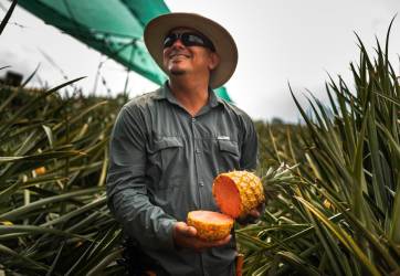 <i> Dos de las famosas y exclusivas piñas son Rubyglow™, reconocida por su cáscara roja, y la Pinkglow™, destacable por su pulpa rosada. FOTO CORTESÍA / E&amp;N</i>