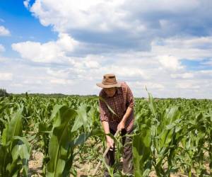 Actividad agrícola de Guatemala confirma un menor crecimiento en los últimos años