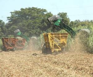 Dirigente gremial del sector azucarero estima que se producirán unos 600.000 quintales menos en la presente zafra 2015-2016 debido al fenómeno climático El Niño. Foto tomada de elnuevodiario.com.ni