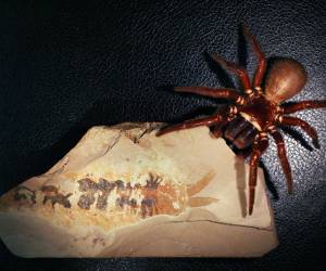 <i>En la imagen, araña actual comparada con el fósil de la especie 'Megachelicerax cousteaui.EFE/ Rudy Lerosey-Aubril ( Universidad de Harvard)</i>