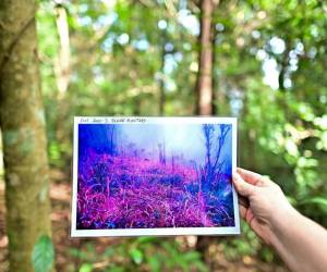<i>Esta fotografía tomada el 22 de noviembre de 2023 muestra a Stephen Elliott, director de investigación de la Unidad de Investigación de Restauración Forestal (FORRU) de la Universidad de Chiang Mai, sosteniendo una fotografía de una tierra árida antes de que fuera reforestada en una ladera cerca de Chiang Mai. FOTO MANAN VATSYAYANA / AFP</i>