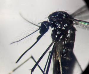 <i>Un mosquito Aedes aegypti es visto a través de un microscopio en un laboratorio del Centro de Estudios Parasitológicos y de Vectores (CEPAVE) del instituto nacional de investigaciones científicas CONICET, en La Plata, provincia de Buenos Aires, Argentina, el 26 de marzo de 2024. FOTO Luis ROBAYO/AFP</i>