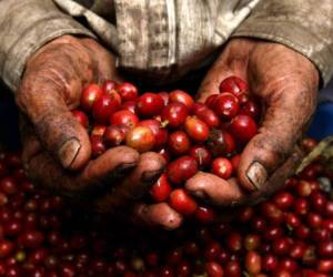 Se espera un 65% de incremento de producción del grano para la cosecha 2014-2015, con respecto al año anterior, cuya cosecha se vio afectada principalmente por la roya del cafeto. (Foto: Archivo).