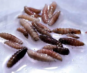 El gusano barrenador del Nuevo Mundo es una mosca que pone sus huevos en heridas abiertas y en la abertura del cuerpo, como los ojos, los oídos, la nariz o la boca. Foto cortesía