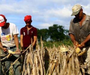 Al cierre de la cosecha 2015-2016, la producción de maíz tuvo una caída drástica de ocho millones de quintales, al pasar de producir diez millones a dos millones.