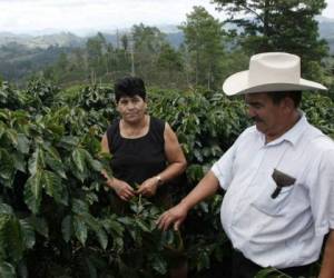 El Ihcafé invirtió el año pasado 2.200 millones de lempiras (US$103,5 millones) en frenar el avance de la roya y minimizar los daños. (Foto: laprensa.hn).