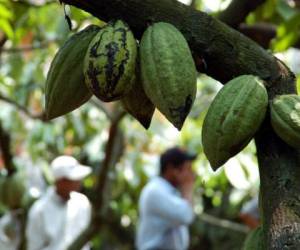 Forestry engineer Cuactemoc Escoto, speaks during an interview at a cacao plantation in Jutiapa municipality, 300 kms north of Tegucigalpa, on July 8, 2018. Honduran cacao producers are finding their way to the European market, supplying their products for the industry of fine chocolates. / AFP PHOTO / Orlando SIERRA