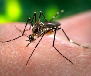 El virus se transmite de manera similar a la fiebre del dengue y causa una enfermedad con una fase febril aguda que dura de 2 a 5 días, seguido de un período de dolores en las articulaciones de las extremidades. (Foto: wikimedia.org).