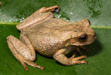 <i>Fotografía que muestra una nueva especie de rana marsupial de color dorado-amarilla, 'gastrotheca amaru', fue descubierta en los bosques de los Andes peruanos, dentro de un área de conservación regional. EFE/ Alessandro Catenazzi </i>