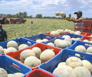 Panamá: Exportaciones de productos cultivados en el campo crecen más de 4%