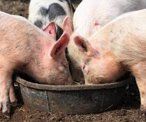 Denuncian incremento de tráfico de cerdos en Guatemala