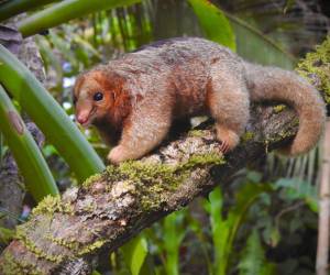 El oso hormiguero más pequeño del mundo visita bosque en Costa Rica