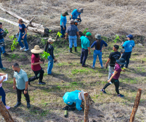 <i>Entre las especies plantadas destacan melina, cebo, teca, guaba, botarrama, espavel, laurel, roble coral, balsa y sotacaballo, muchas de ellas de gran valor ecológico, económico y cultural. Foto de cortesía</i>