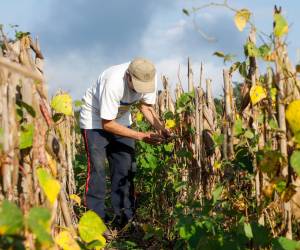 <i>En partes de Centroamérica, el Caribe y el norte de Sudamérica, sus efectos empiezan a superponerse a una situación ya marcada por pérdidas de cosechas, escasez de agua e inseguridad alimentaria. Foto de cortesía</i>