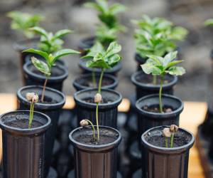 <i>La empresa anunció que donará 50 millones de árboles adicionales, ampliando su alcance a más regiones productoras. Foto cortesía Joshua Trujillo </i>