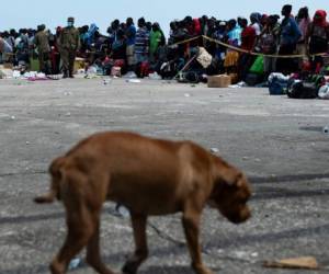 Más de 260 habitantes de las islas Ábaco, las más golpeadas en Bahamas, llegaron a la capital Nassau tras un viaje de siete horas en un ferry fletado por el gobierno