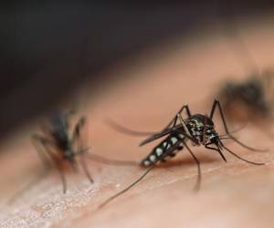 OMS: El cambio climático favorece aumento de casos de dengue y chikungunya
