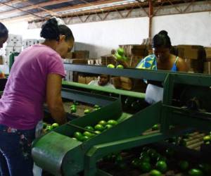 Este año la sequía afectó fuertemente la producción agrícola en general, sobre todo a los productos perennes. (Foto: laprensa.hn).