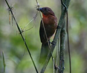 <i>Estudio demuestra que lo que sucede en los bosques Mesoamérica repercute en paisajes fundamentales del este norteamericano. Foto de cortesía</i>