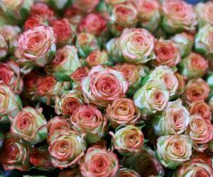 <i>Fotografía de rosas en la florícola Esmeralda Farms, el 29 de abril de 2025 en el sector del Quinche (Ecuador). EFE/José Jácome</i>