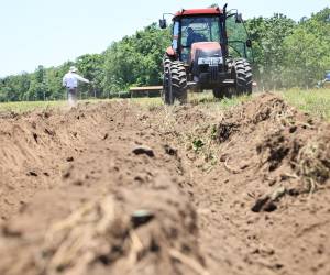 <i>El fenómeno de El Niño azota este año a Guatemala con severa sequía, calor extremo y escasez de lluvias, afectando los cultivos de maíz y frijol, el empleo rural y la seguridad alimentaria. Foto de iStock</i>