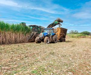 Industria azucarera nicaragüense asegura ser líder en mecanización.