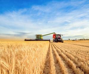 Precios de los alimentos mantienen leve tendencia a la baja, dice la FAO