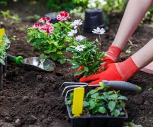 Gardeners hands planting flowers in the garden, close up photo.