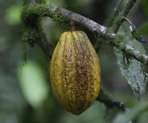 A pesar de que está lejos del máximo histórico de US$12.000/t del 2024, su precio se estabilizó muy por encima de los US$3.000, que mantuvo por muchos años. (Foto: EFE)