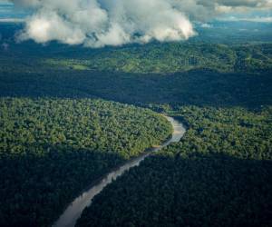 En concreto, entre 2022 y 2023 se perdieron 352.873 hectáreas de bosques y otras tierras boscosas en Panamá. Foto de cortesía