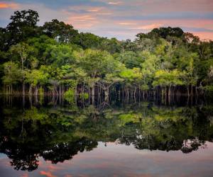 La Tierra perdió un área de selva equivalente a un campo de fútbol cada 5 segundos