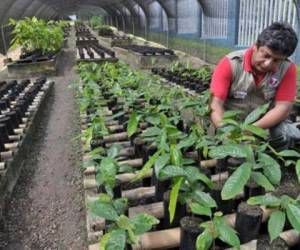 Variedades de cacao en el Instituto de Cultivos Tropicales en Juanjuí, región de San Martín, en el norte de Perú. (Foto: AFP)