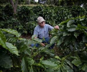 Miles de productores costarricenses y del resto de Centroamérica no encuentran salida a la doble crisis causada por la sequía y la roya. (Fotos: AFP).