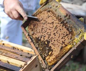 Exportaciones guatemaltecas de miel natural tuvieron un crecimiento de 21 % en 2022