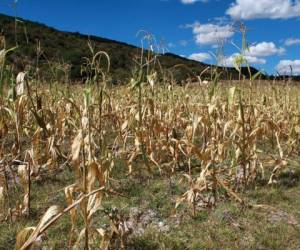 Con la actual sequía, se están juntando dos años de escasez de agua; autoridades centroamericanas creen que 2015 será peor que 1997, que es el año más seco que se ha registrado hasta ahora. (Foto: Archivo).