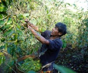Sergio Rivera recolecta granos de café en El Olvido, en Santa Tecla, 30 kms al oeste de San Salvador. Foto: AFP.